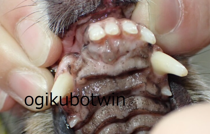 再生治療後　犬